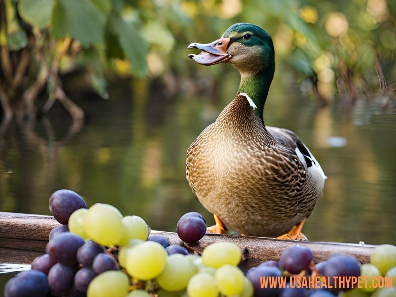 Can Ducks Eat Grapes