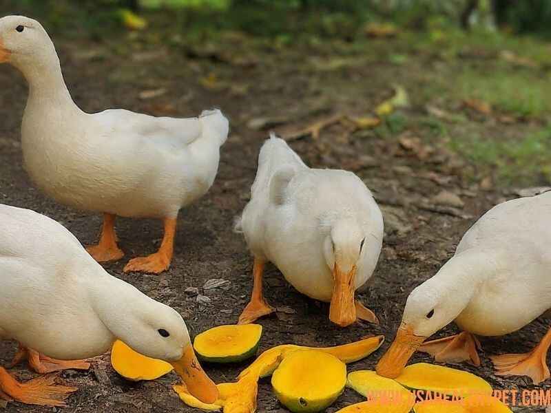 Can Ducks Eat Mango