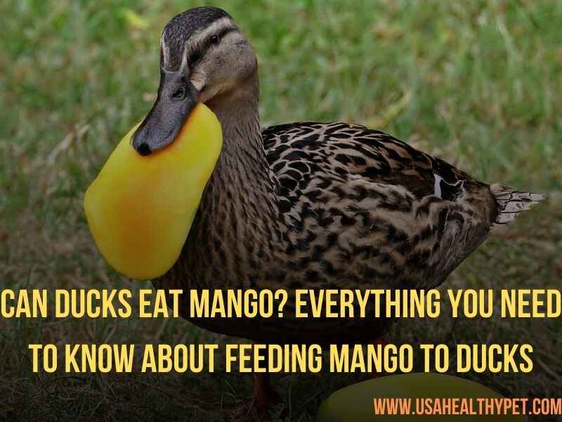 Can Ducks Eat Mango Everything You Need to Know About Feeding Mango to Ducks