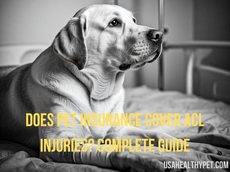 Does Pet Insurance Cover ACL Injuries Complete Guide