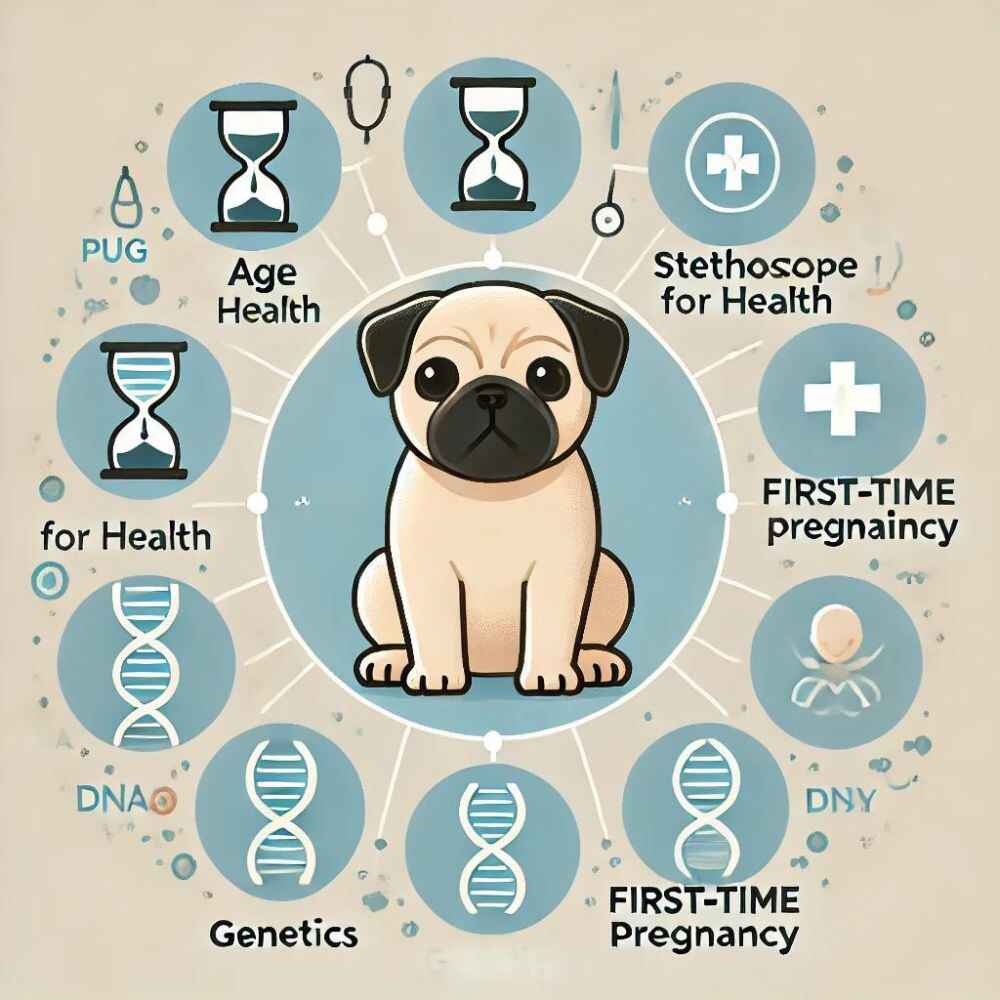 illustration showing the factors that affect the size of a pug's litter, with icons representing age, health, genetics, and first-time pregnancy.