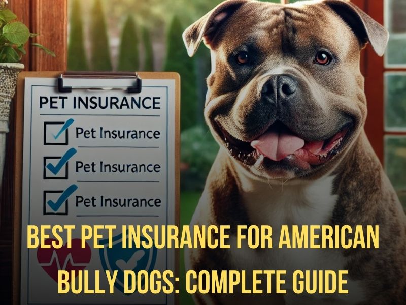 Best Pet Insurance for American Bully Dogs Complete Guide