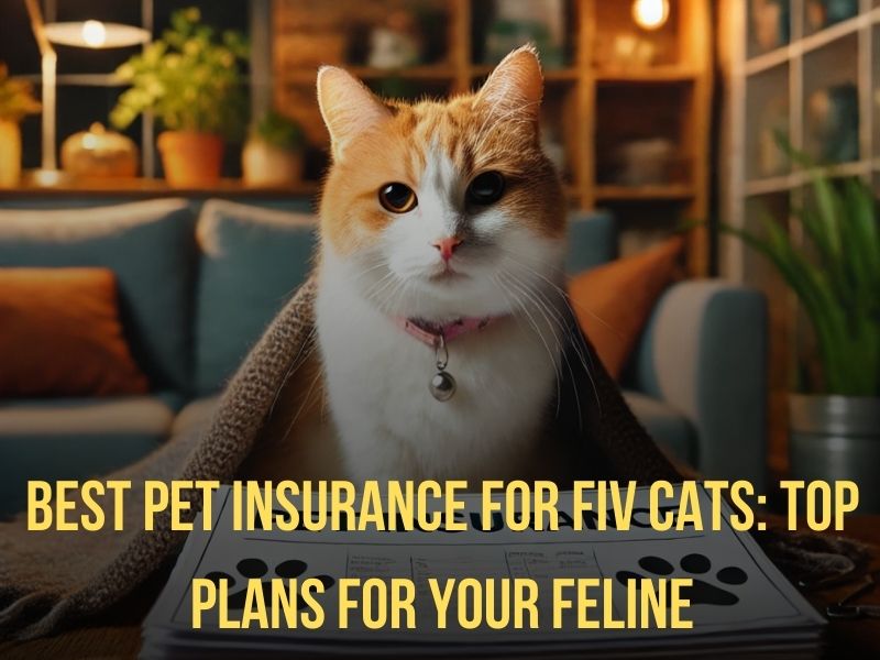 Best Pet Insurance for FIV Cats Top Plans for Your Feline