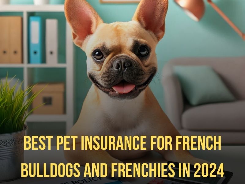 Best Pet Insurance for French Bulldogs and Frenchies in 2024