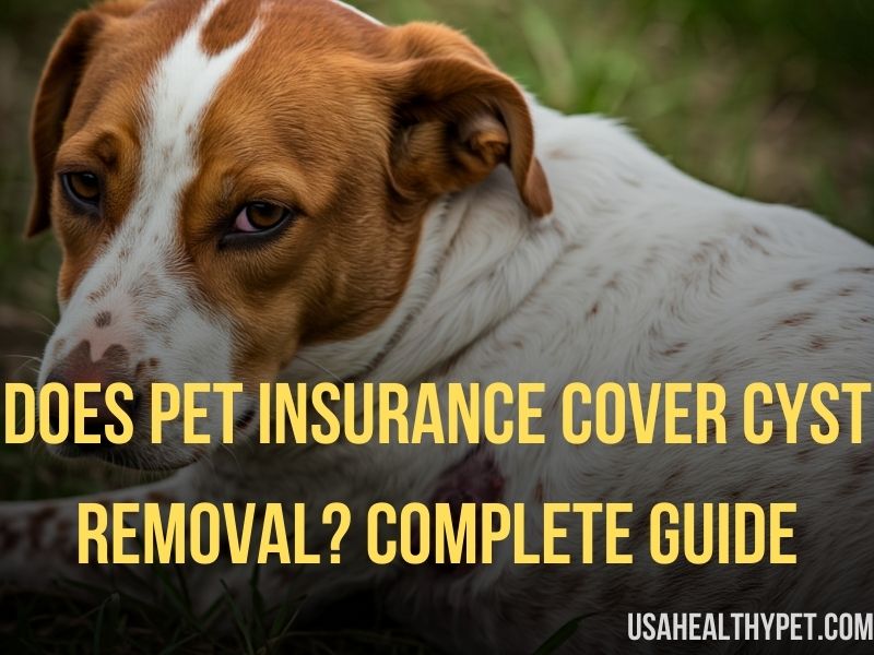 Does Pet Insurance Cover Cyst Removal Complete Guide