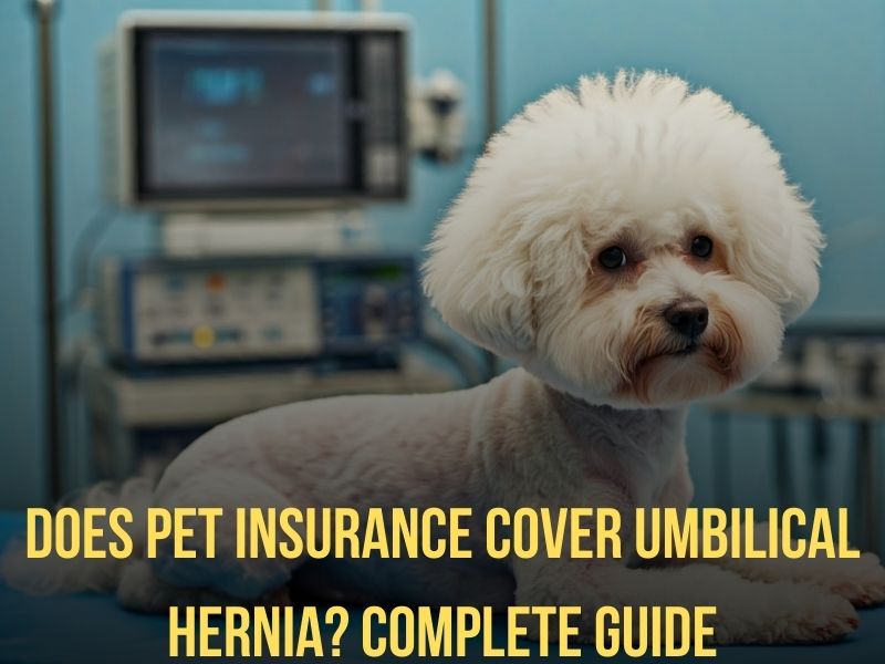 Does Pet Insurance Cover Umbilical Hernia Complete Guide