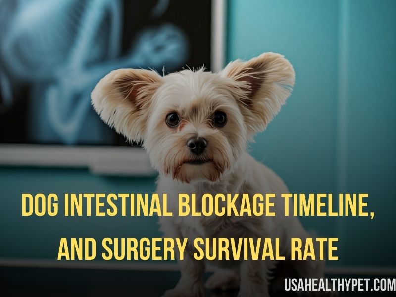 Dog Intestinal Blockage Timeline, and Surgery Survival Rate