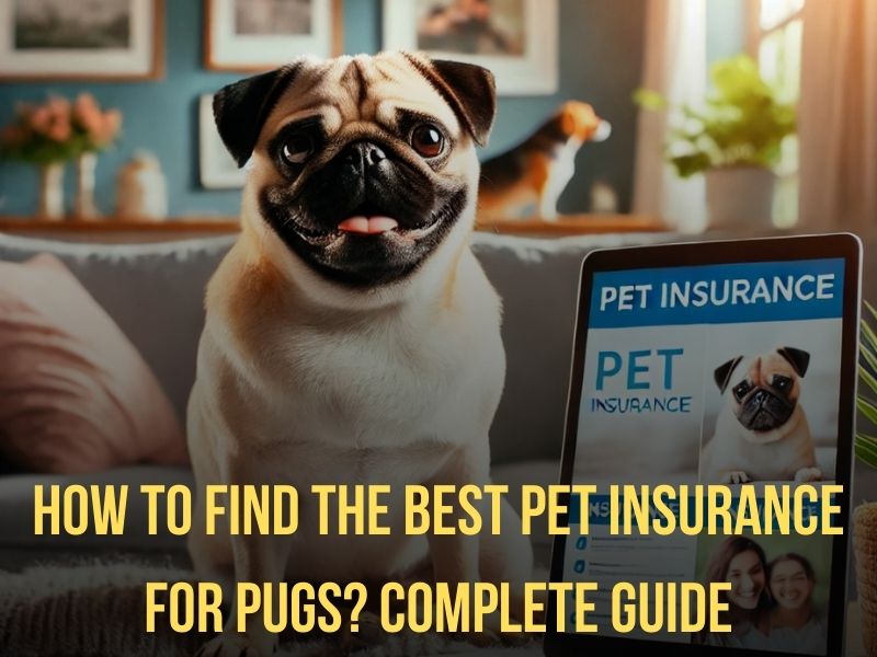 How to Find the Best Pet Insurance for Pugs Complete Guide