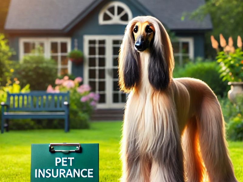 Best Pet Insurance Plans For Afghan Hounds