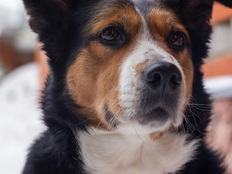 Image showing White line on dog's Nose