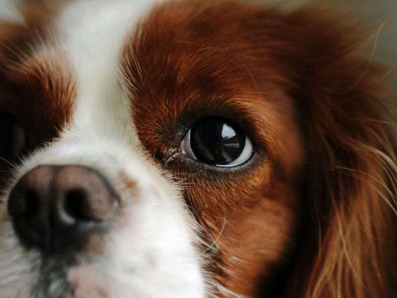 Image showing White salt line on dog Nose